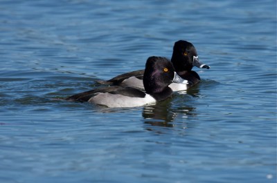 Ring-necked Ducks by Mike Bader
