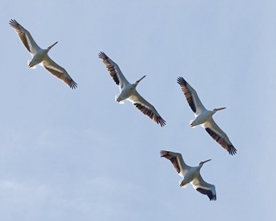 White Pelicans by Mike Bader