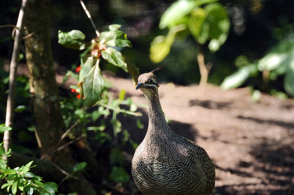 Elegant Crested Tinamou (Eudromia elegans) by Dan at Zoo Miami