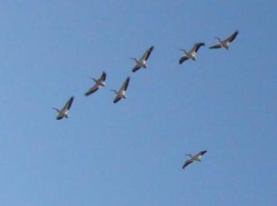 White Pelicans by Lee