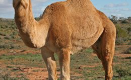 Interesting Things – The Amazing Camel and It’s&nbsp;Creator