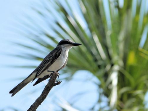 Grey Kingbird by Lee at Honeymoon Is SP 7-4-2014