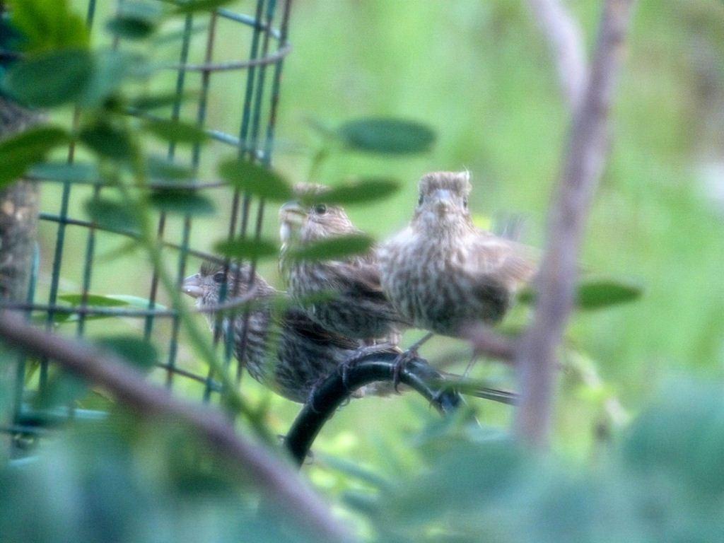 House Finches young at feeder 6-10-12