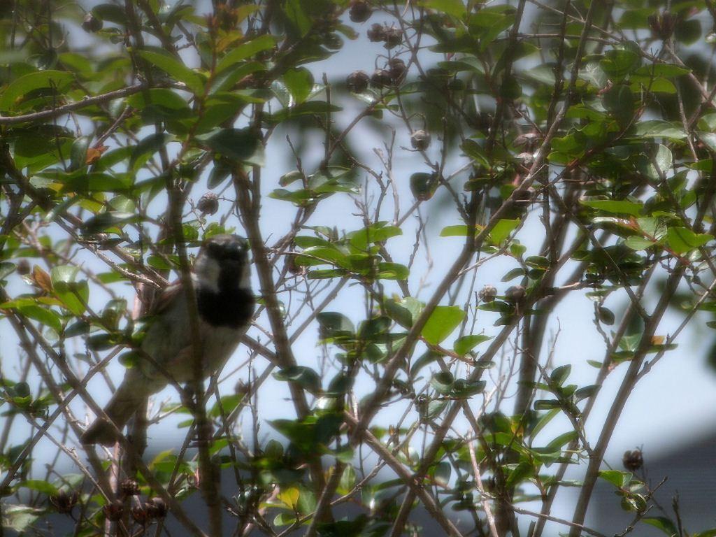 House Sparrows by Feeders 6-10-12