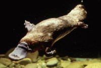 Platypus From Creation Wiki
