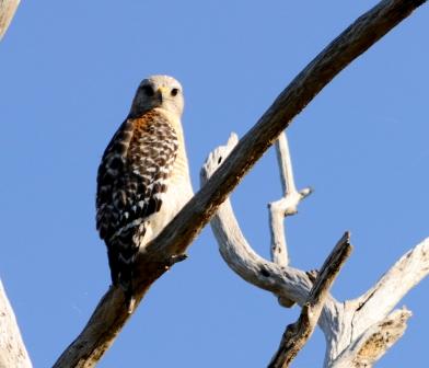 Red-shouldered Hawk