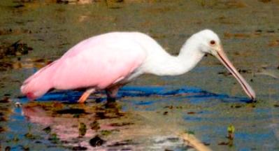Roseate Spoonbill