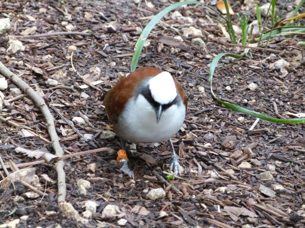 White-crested Laughingthrush (Garrulax leucolophus) by Lee Miami WA