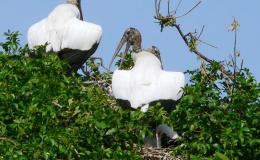 Birds of the Bible – Trusting Under The&nbsp;Wing