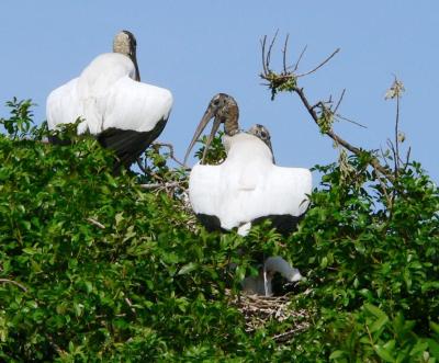 Storks Shadowing Baby