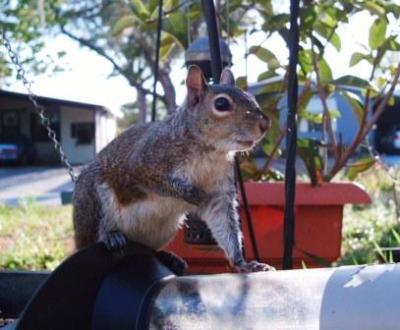 Caught Knocking Feeder Off Hook