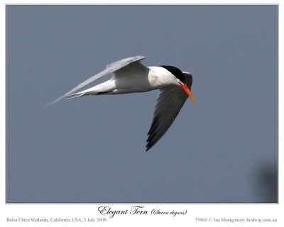 Elegant Tern by Ian Montgomery