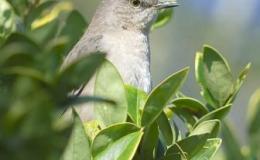 Angry (Mocking) Bird