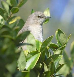 Northern Mockingbird (Mimus polyglottos) by Dan