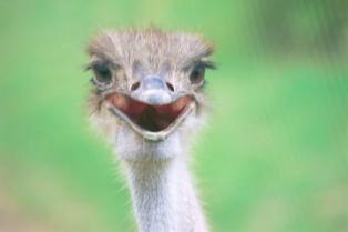Ostrich