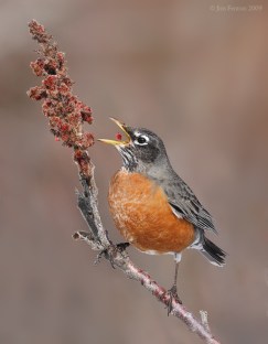 Robin Eating by Jim Fenton