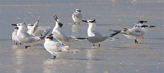Sandwich Tern Singing (calling) By Mike Bader