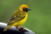 Speke's Weaver