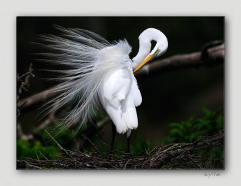 Great Egret by Quy Tran