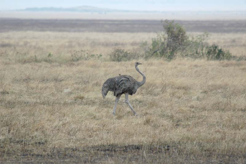 Common Ostrich (Struthio camelus)