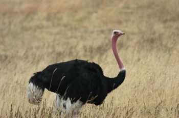 Common Ostrich (Struthio camelus) by Bob-Nan