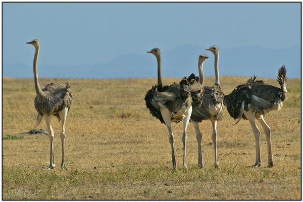 Common Ostrich (Struthio camelus) by Daves BirdingPix