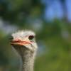 Common Ostrich (Struthio camelus) ©USFWS
