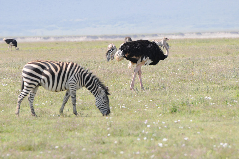 Somali Ostrich (Struthio molybdophanes) by Bob-Nan