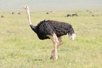Somali Ostrich (Struthio molybdophanes) by Bob-Nan
