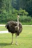 Somali Ostrich (Struthio molybdophanes) by P Kwong