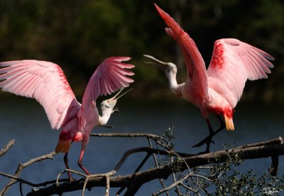 Roseate Spoonbill by Quy Tran