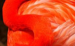 Heaven’s New Jerusalem and Birds –&nbsp;Sardonyx