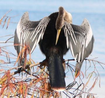Anhinga Dryed at Lake Hollingsworth