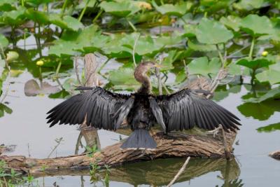 Anhinga Outstretched by Dan