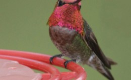 New Avian Speed Champion Discovered ~&nbsp;Re-posted