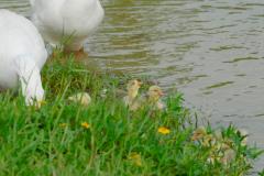 Baby Geese by Dan Baby Geese by Dan