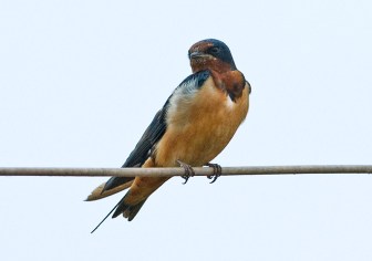 Barn Swallow ( ) by William Kwong