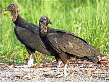Black Vulture by Birdway (Ian)