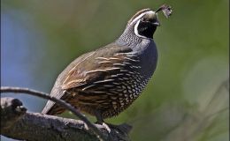 Lee’s Three Word Wednesday –&nbsp;2/15/17