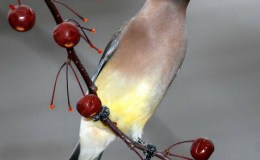 Golden Eagle – You’re Invited To&nbsp;Supper