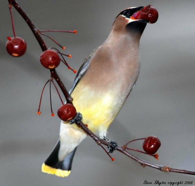 Cedar Waxwing Eating by Steve Slayton