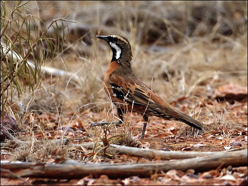 Chestnut-breasted Quail-thrush by Ian