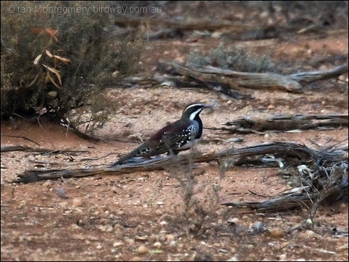 Chestnut Quail-thrush by Ian