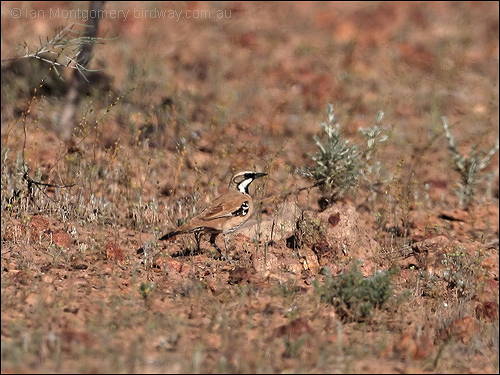 Cinnamon Quail-thrush (Cinclosoma cinnamomeum) by Ian