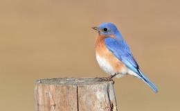 Bluebirds of Happiness, Plus Enjoying A Lutefisk&nbsp;Banquet