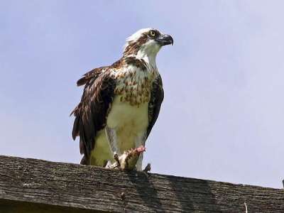 Eastern Osprey by Birdway