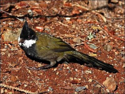 Eastern Whipbird