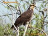 Snail Kite (Rostrhamus sociabilis) Female by SSlayton