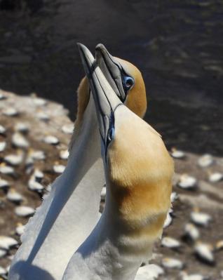 Gannet Pair by W Kwong