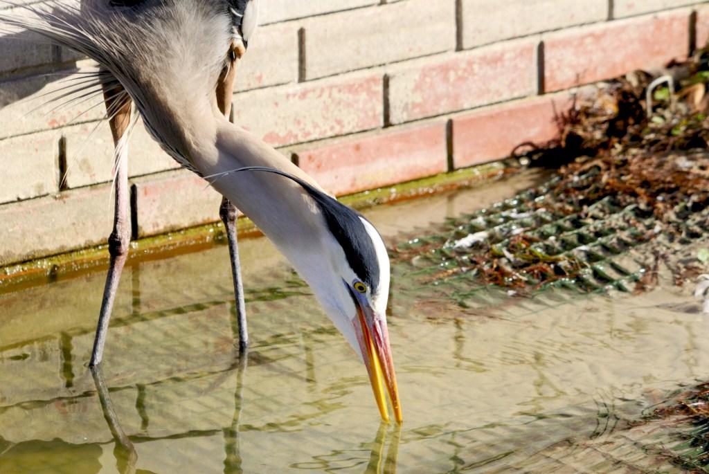 Great Blue Heron (Drinking) at Lake Morgan by Lee